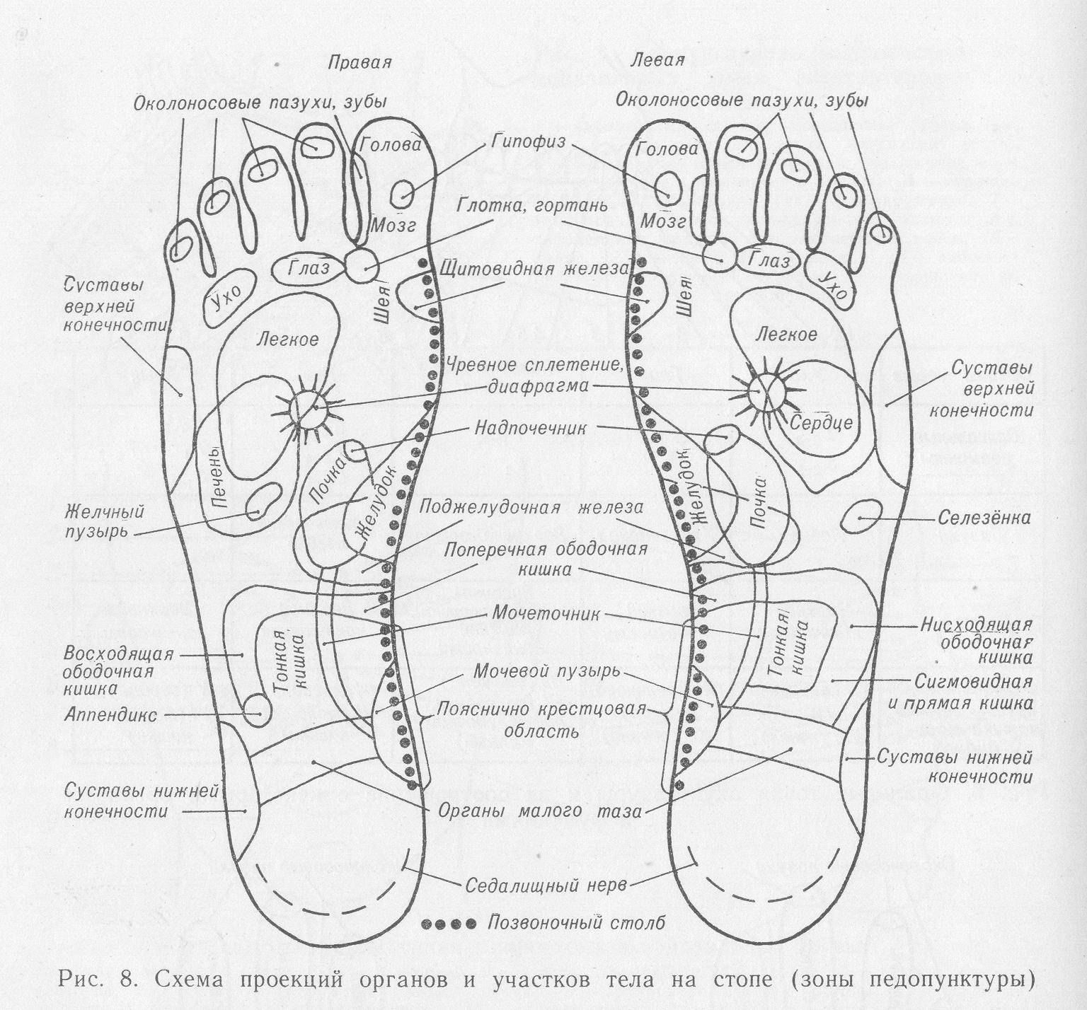 Левая нога левая рука. Акупунктурные точки стопы схема. Рефлекторные зоны стоп схема. Рефлекторные зоны стопы схема органы. Акумптурные точки на стопе ноги схема.